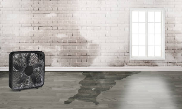 Best Water damage cleanup near me  in Otsego, MN